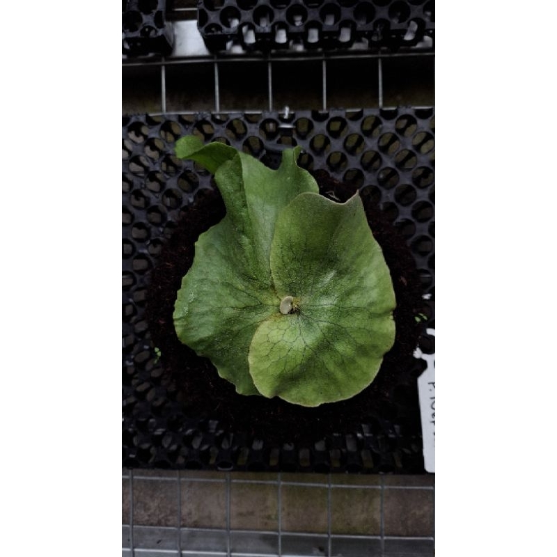 Anakan Platycerium Neptune