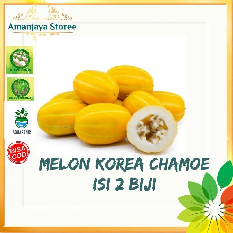 Benih bibit MELON KOREA CHAMOE Melon emas isi 2 biji