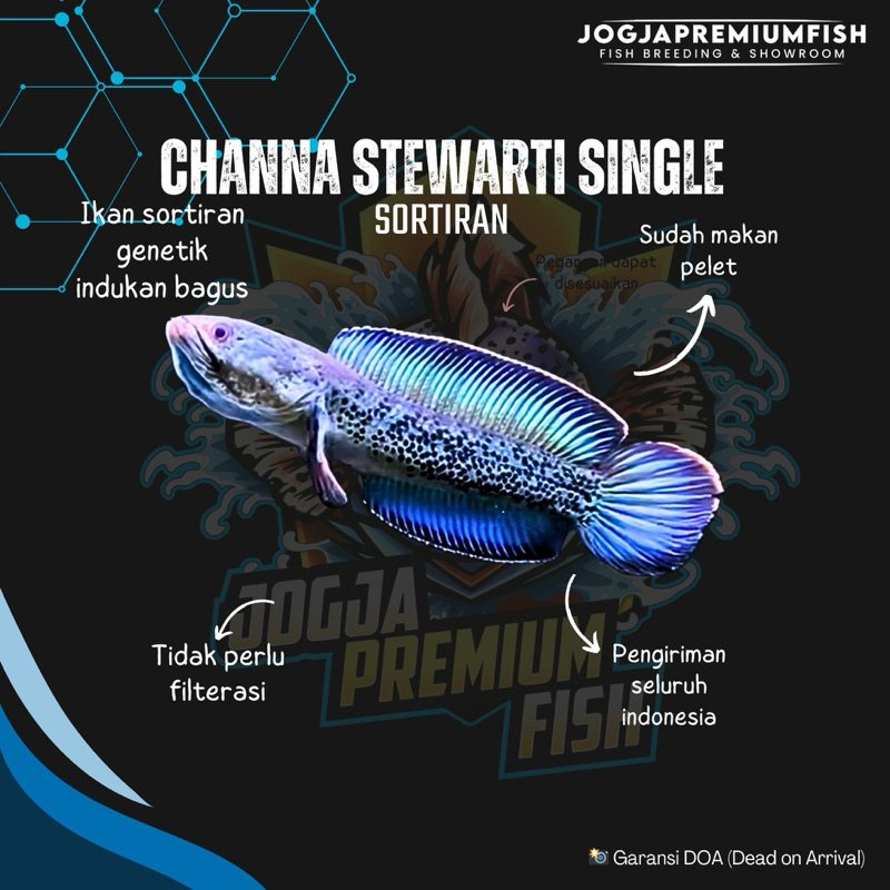 

STIKER STEWARTI SINGLE FLARING