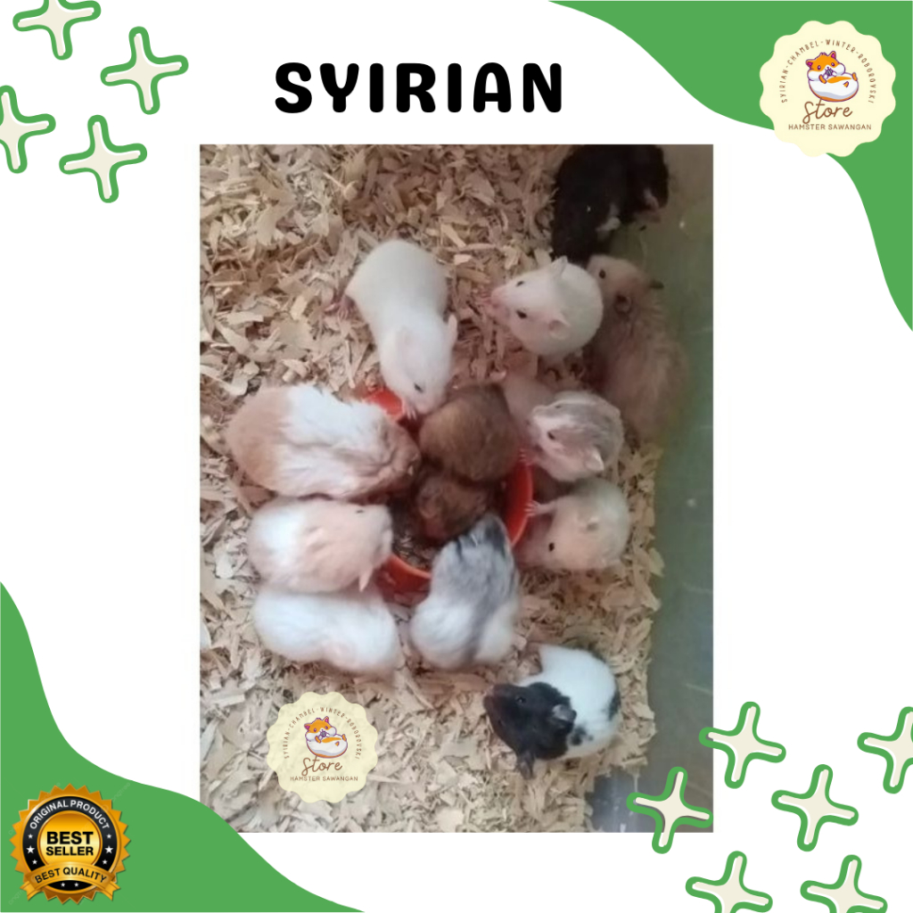 

RN Box Packing & Syirian Sh/Lh Hamster Sehat Jinak