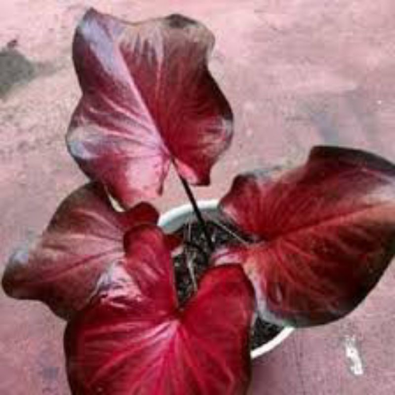 Bisa COD Keladi Minyak Merah Red Caladium