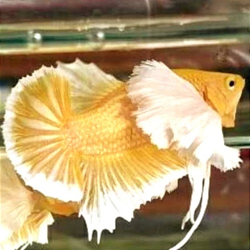 Plakat Dumbo Ear Grade Hiasan Kamar Male/Female