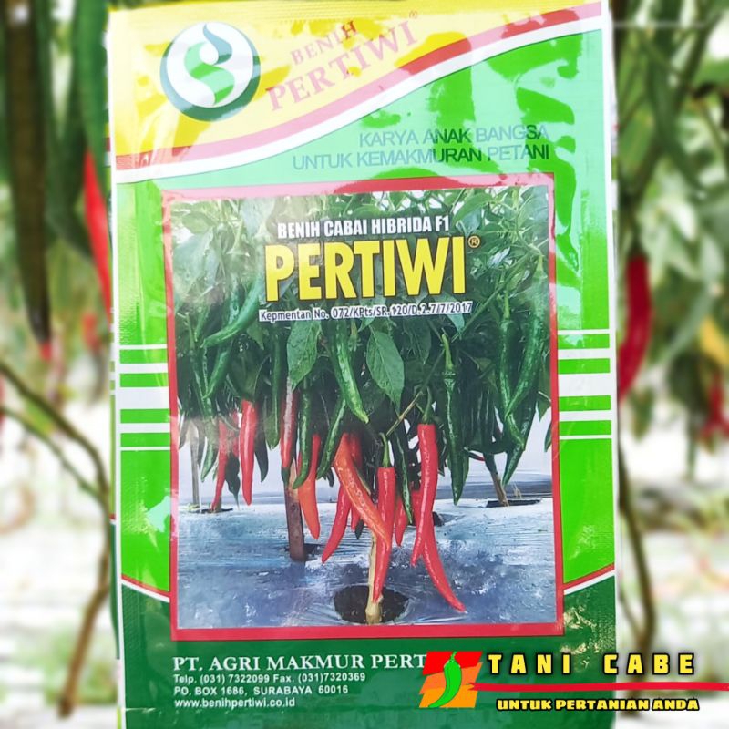 BENIH CABAI BESAR PERTIWI F1 CABAI MERAH BESAR 10 GRM