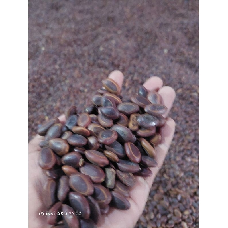 biji Sengon Buto  (Enterolobium cyclocarpum)