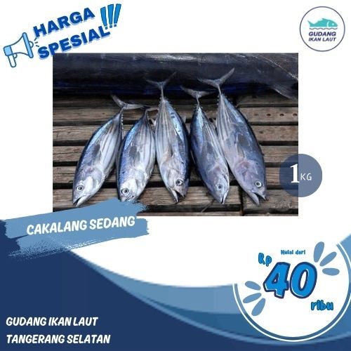 

IKAN TONGKOL DEHO FROZEN FRESH 1KG