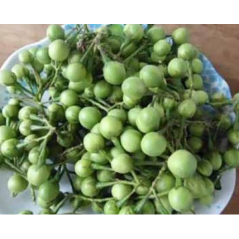 

Buah cepokak segar petik langsung 250 gram-az