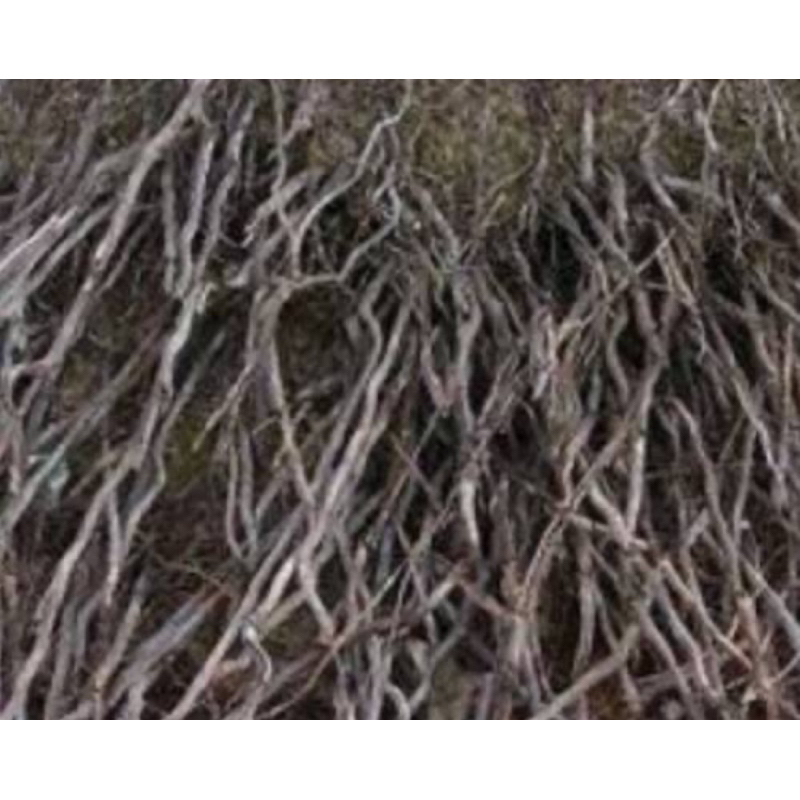 

Akar kelapa kering akar pohon kelapa kering 500 gram-az