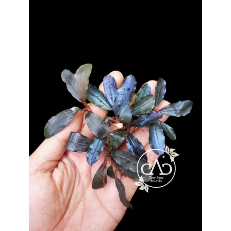 Bucephalandra Brownie Purple