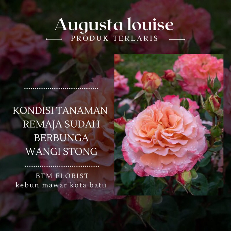 Mawar Import Rose AUGUSTA LOUISE ROSE
