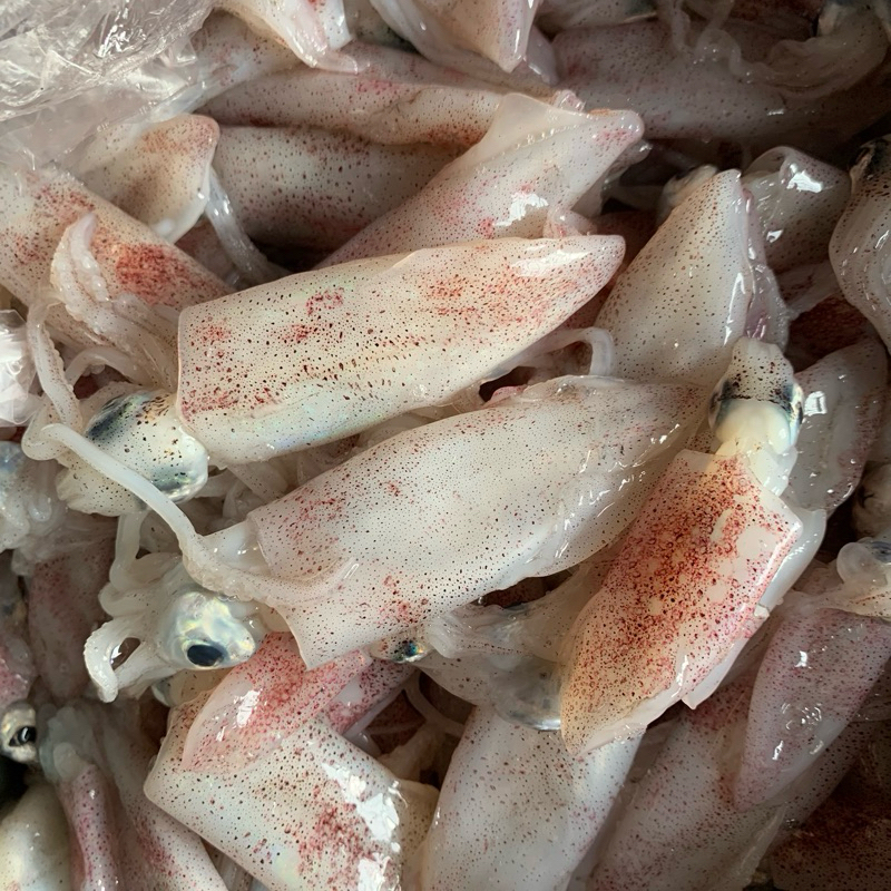 

Tsakha Fish- (500 gr) Cumi Segar (Frozen)
