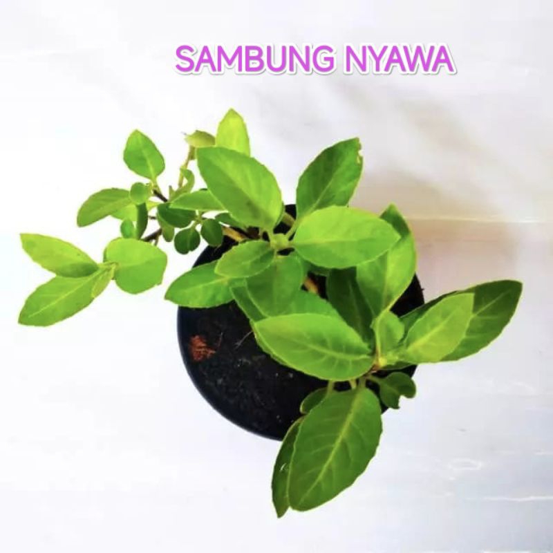 TANAMAN HERBAL SAMBUNG NYAWA