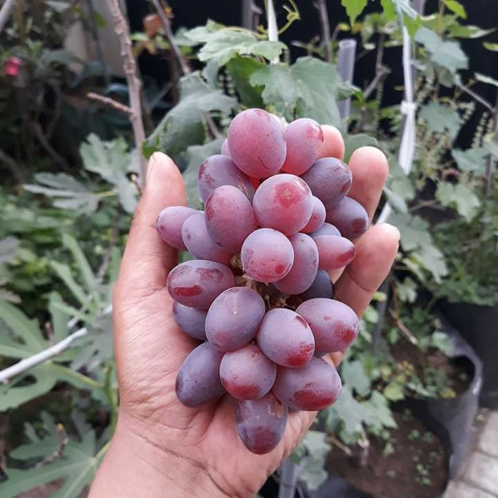 Bibit Anggur Ninel Grafting - Anggur Impor - Unggul - Berbuah Lebat