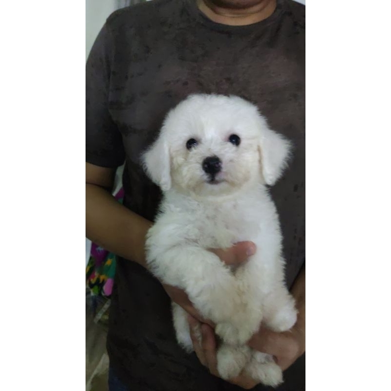 Bichon Frise jantan stambum perkin