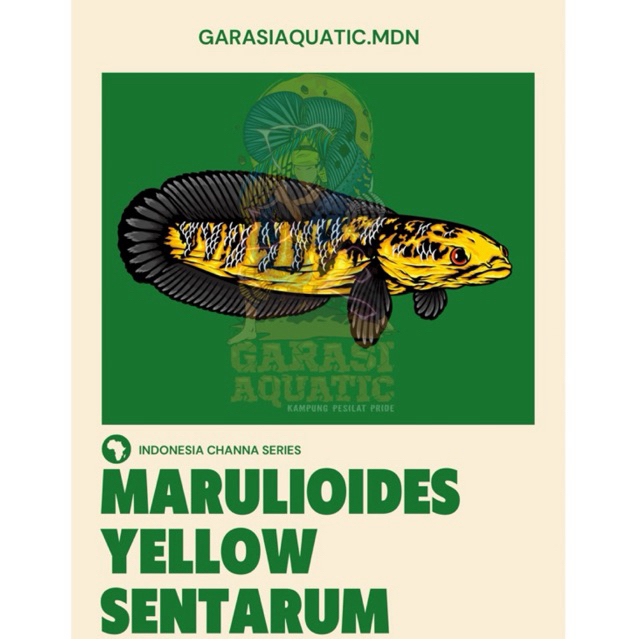 MARU YS YELLOW SENTARUM KUALITAS/GRADE BUNGA/CABUNG SIZE 8-23CM