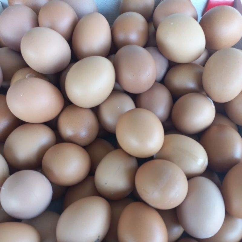 

Telur Ayam Negri/Telur Ayam Ras/Telur Ayam