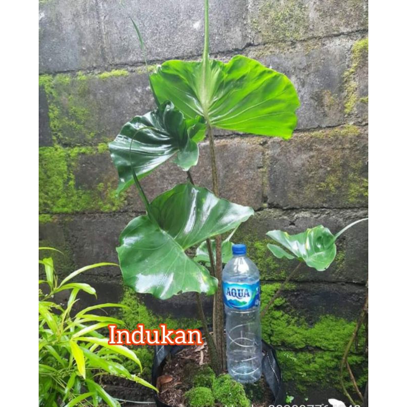 Bibit Alocasia Stingray Unik