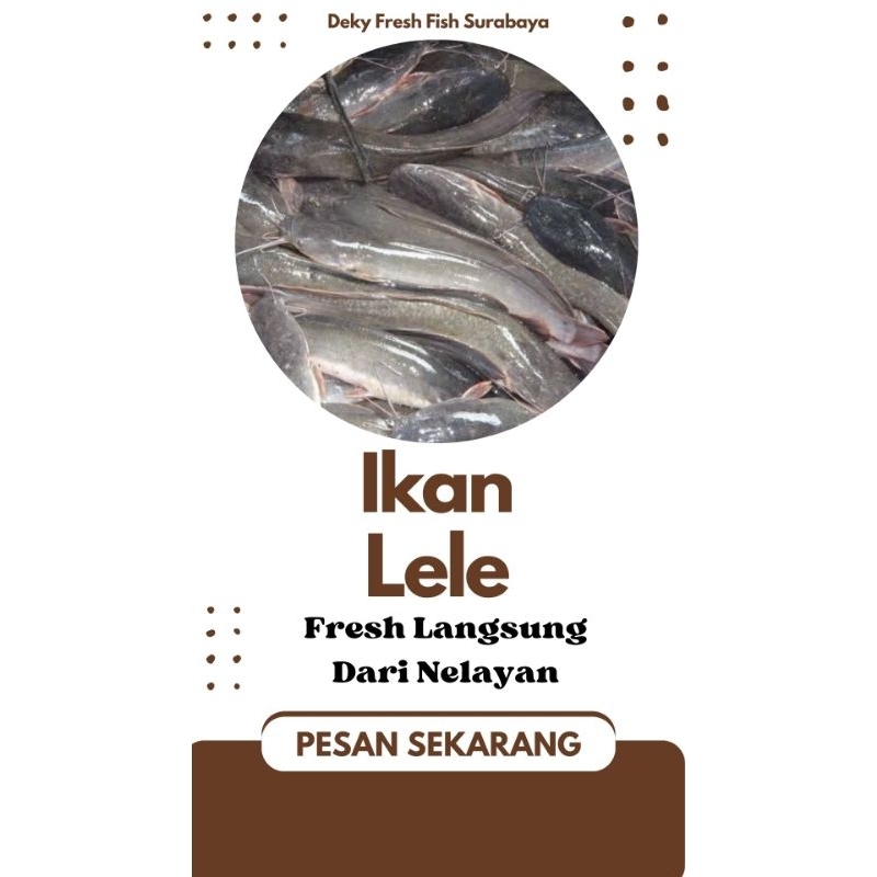 

Ikan Lele 1 kg