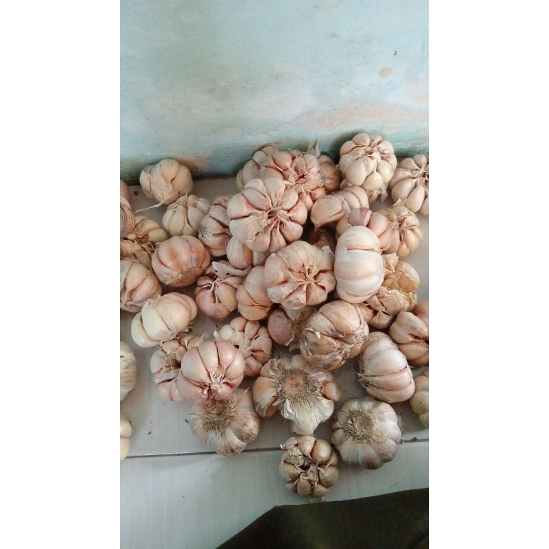 

bawang sinco