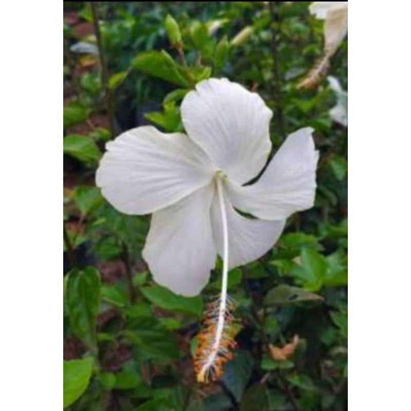 kembang sepatu putih