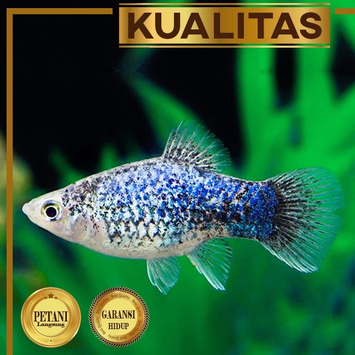 Platy Blue Metalic (isi 3)  Ikan Hias Aquascape Hiasan Aquarium Tanaman Air