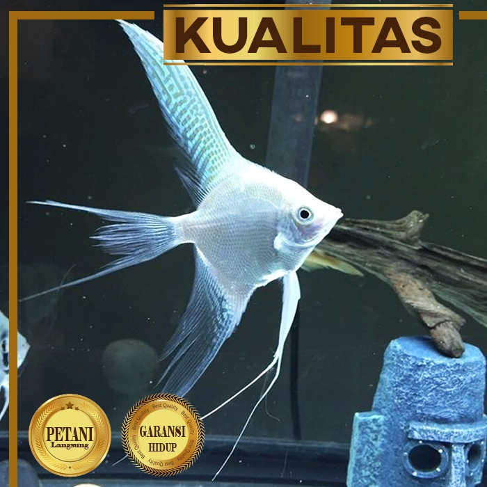 Manfish Platinum Slayer Ikan Hias Aquascape Hiasan Aquarium Tanaman Air