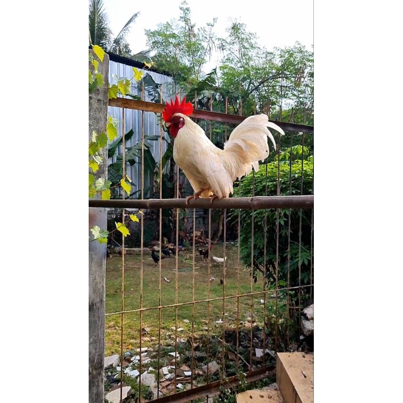 ayam kate jago dan indukan warna putih 1 pasang jantan dan betina