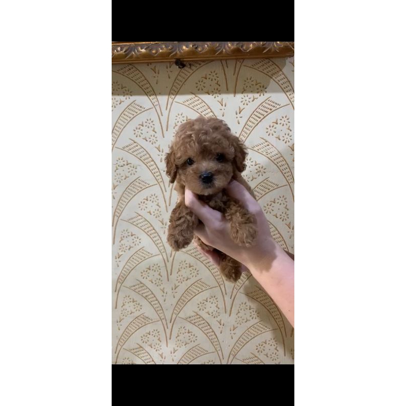 pelunasan poodle tiny