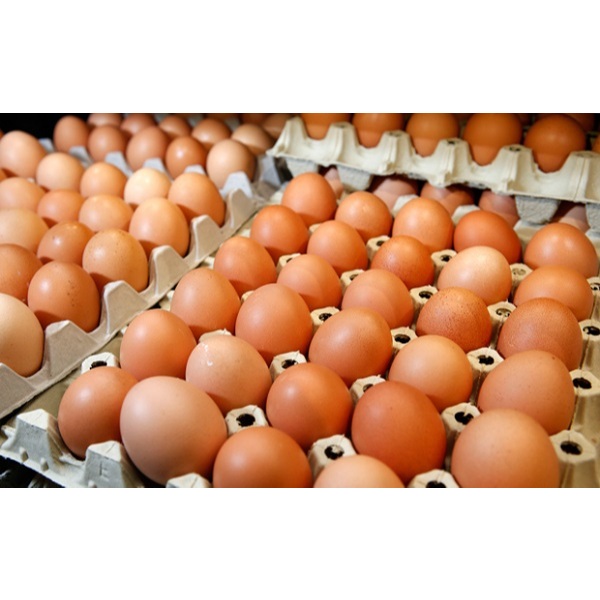

Telur Ayam Omega kaya omega 3 tinggi DHA dan rendah kolesterol