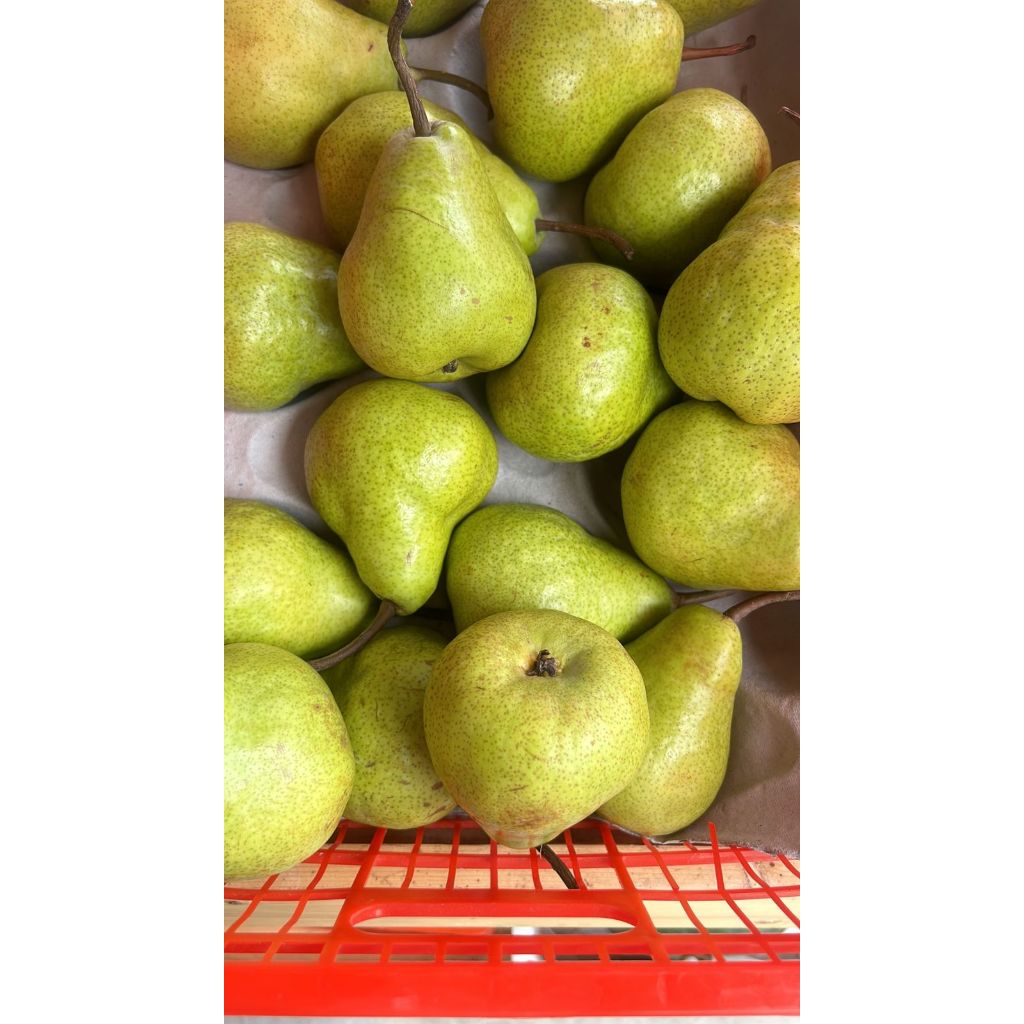 

Pear jambu hijau impor 400-500gr