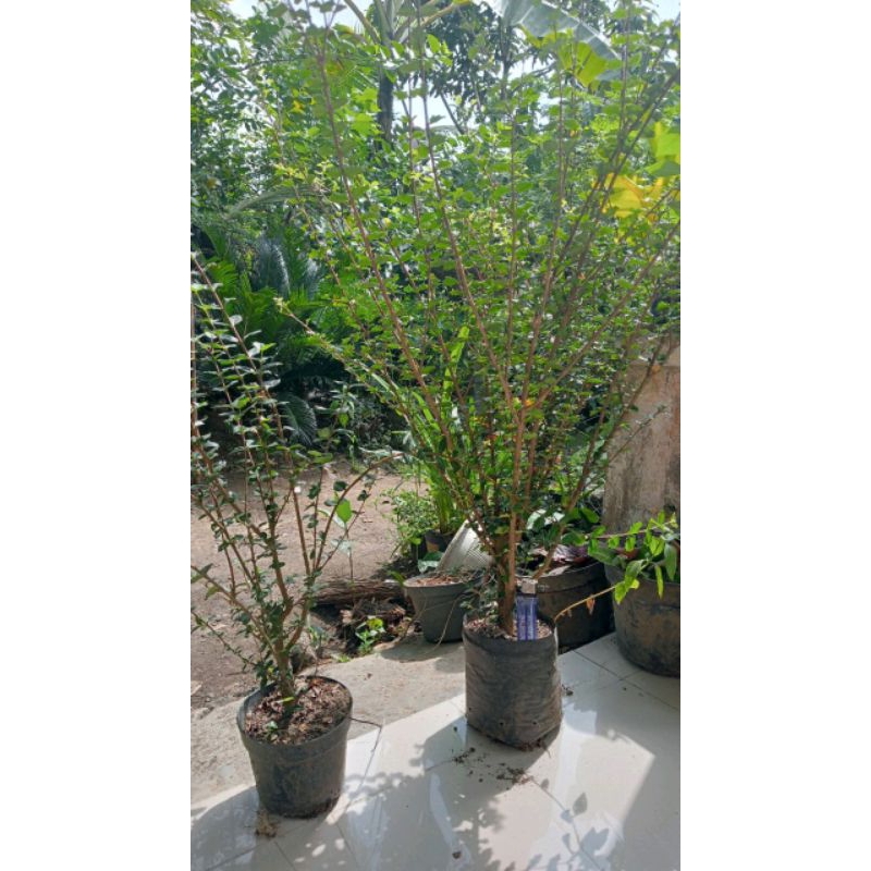 bahan bonsai mirten duri