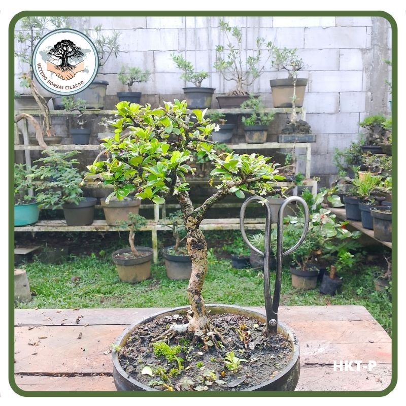 Program Bahan Bonsai Hokiantea Bunga Gerak Dasar Siap Pajang