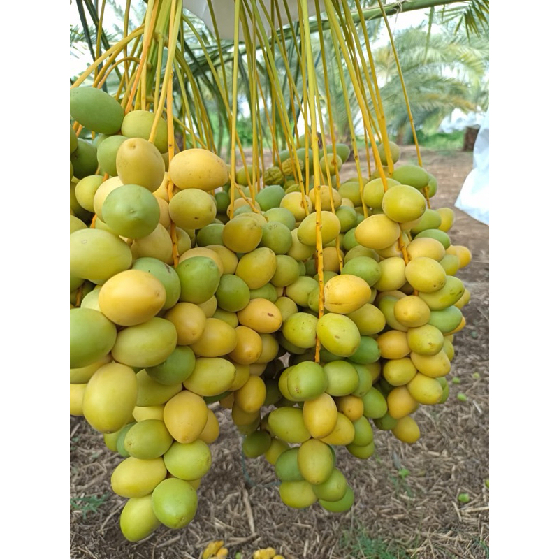 

KURMALIKA Kurma BARKHEE KEMUNING Kurma Promil Fresh