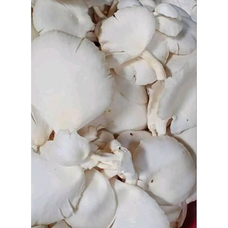 

jamur putih