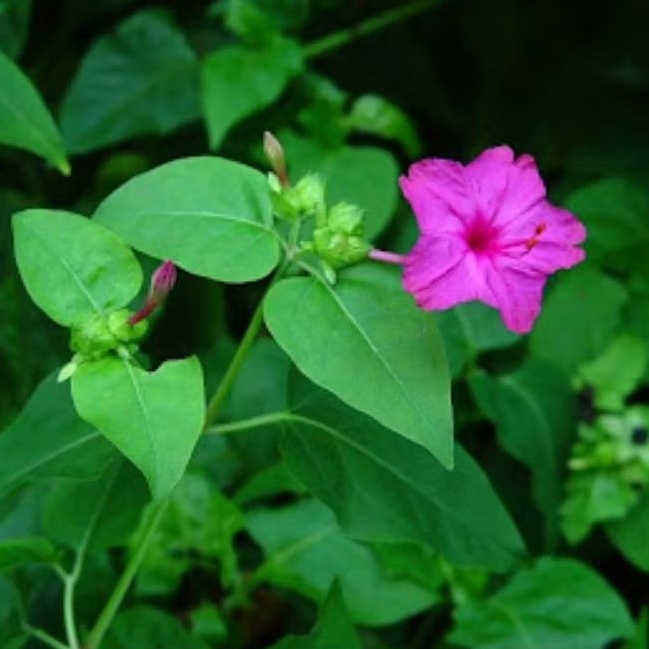 

Daun bunga pukul empat atau daun pupur cina segar per 250 gram