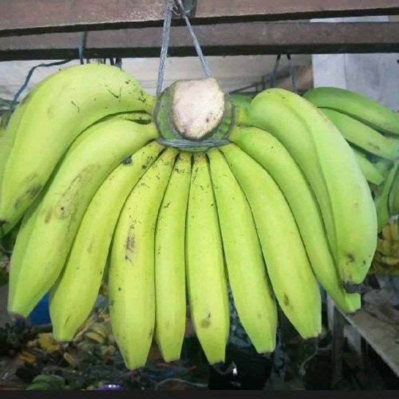 

Buah Pisang Ambon Mentah Segar Bahan Keripik 1kg