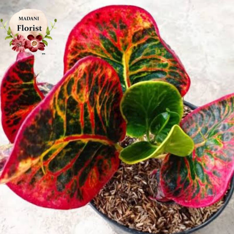 PURING APEL SRG tanaman hias tahan panas