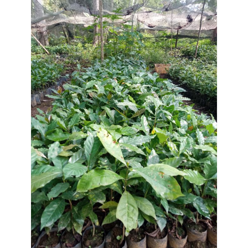 Bibit kopi Arabica