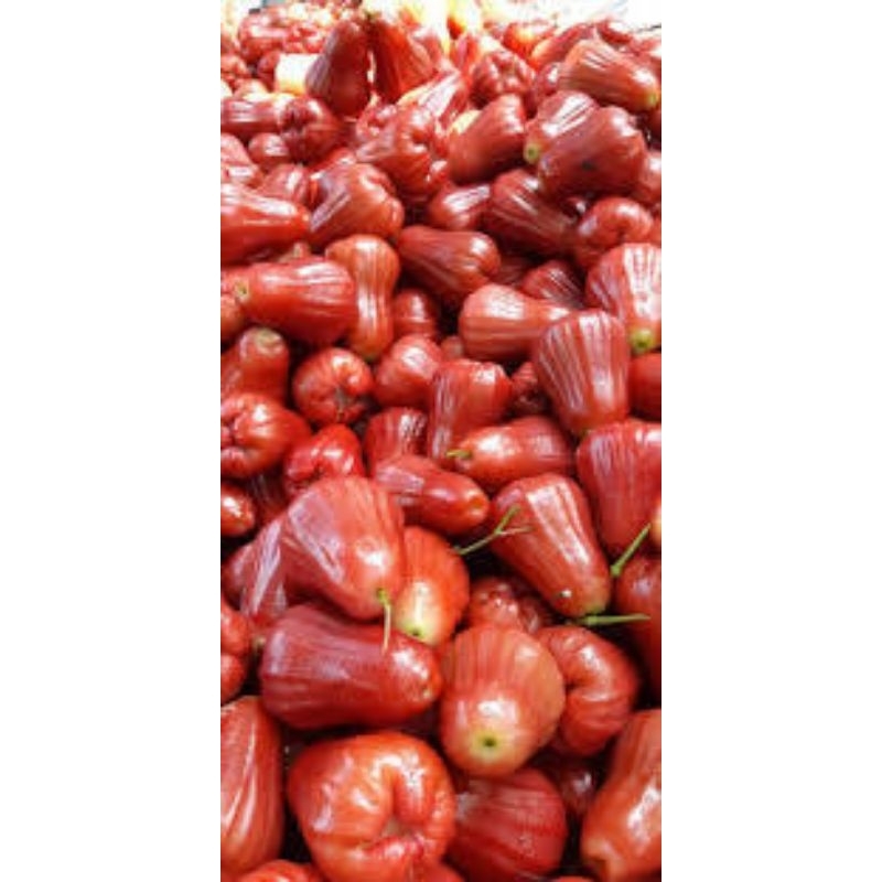 

Jambu Air Citra Super