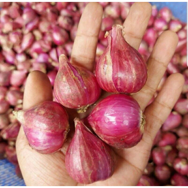 

GROSIR BAWANG MERAH DAN BRAMBANG KUPAS