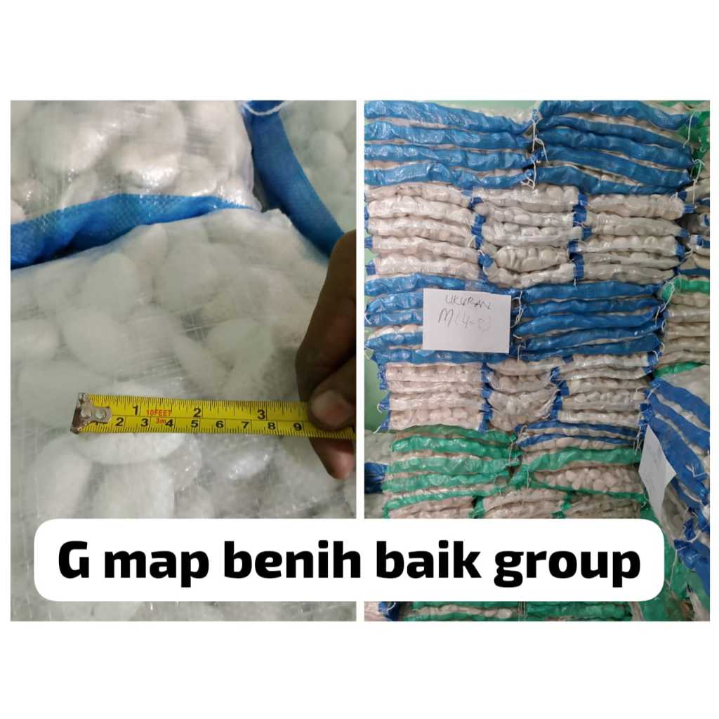 Shp1 +- 10 Kg Batu Coral Kupang Putih ( Sebesar Koin 500an /10 kg) Koral Krikil KEcil & Besar Karung