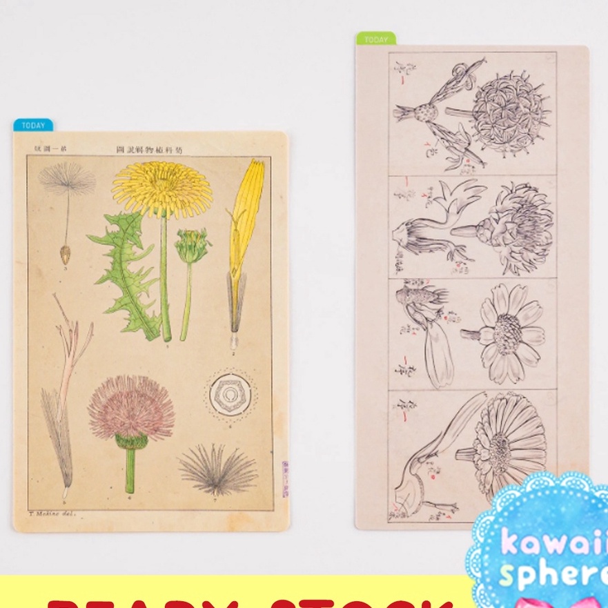 

Extra Hobonichi Pencil Board Underlay Tomitaro Makino Botanical