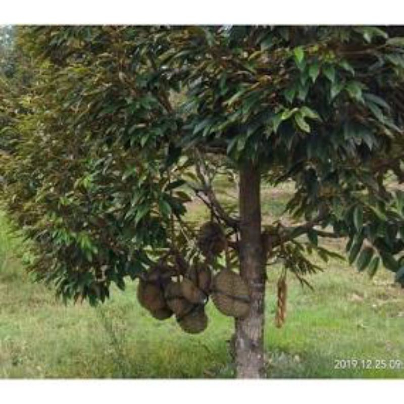 bibit durian bawor(tinggi 1 meter)