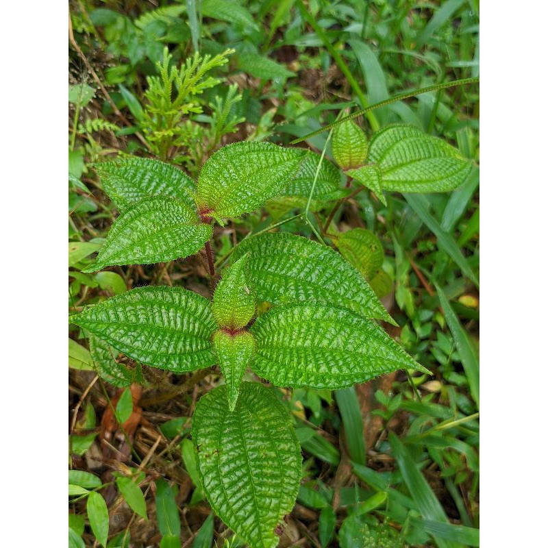 

DAUN HARENDONG SEGAR DARI ALAM