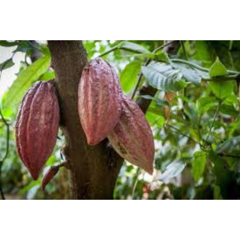 

Buah Kakao || Buah Coklat Matang/Mentah PerBuah fresh Langsung Petik Murah Gratis Ongkir