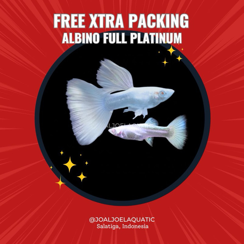 Stiker Albino Full Platinum