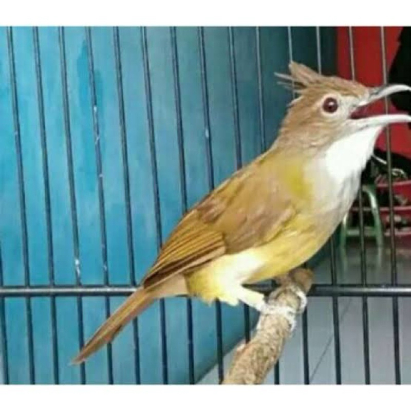 cucak jenggot jawa rawatan burja