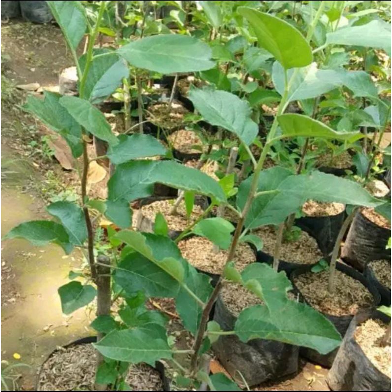 Bibit Apel Ana Merah