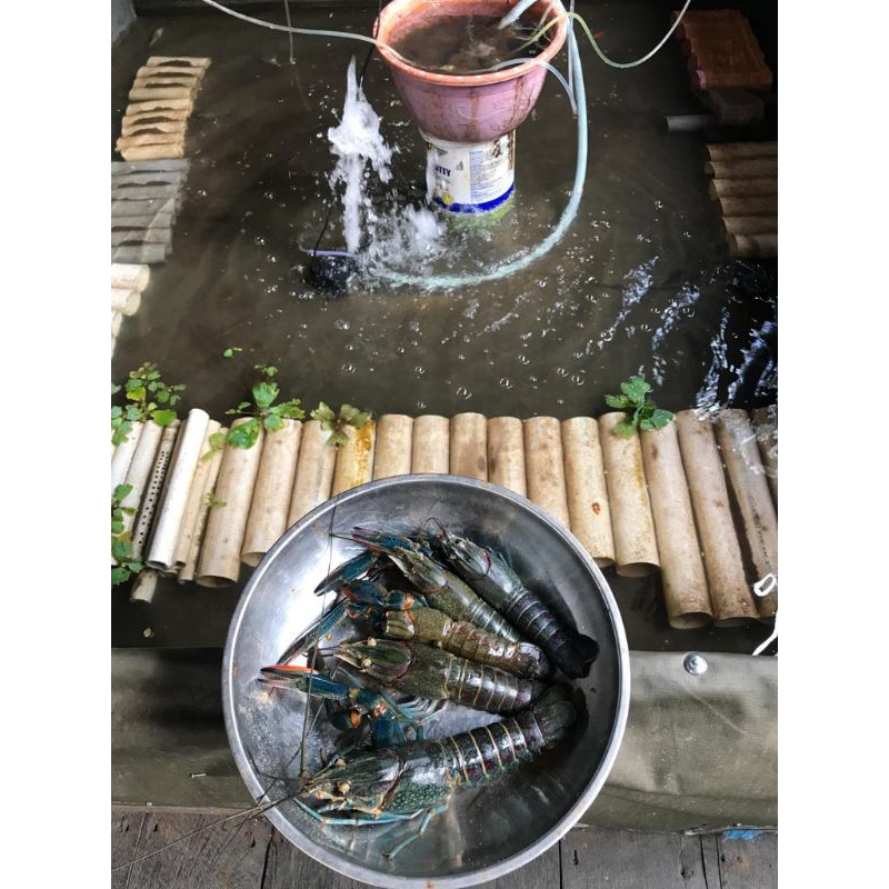 

Lobster Air Tawar BJM