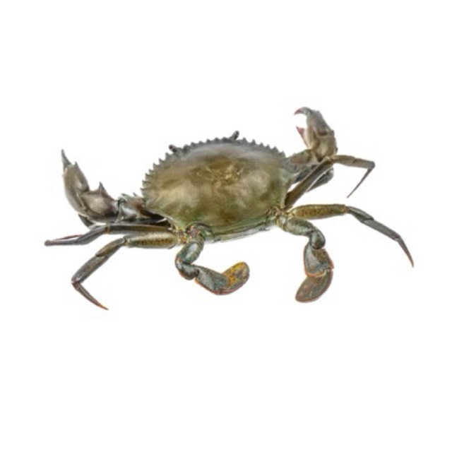 

Soft Shell Crab / Kepiting Soka / 8pcs /pack