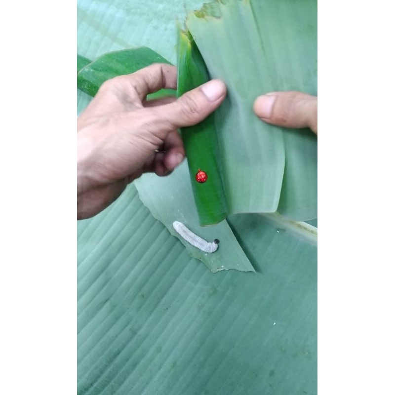 ulat daun pisang per 1-biji | ulat daun pisang hidup umpan mancing ikan